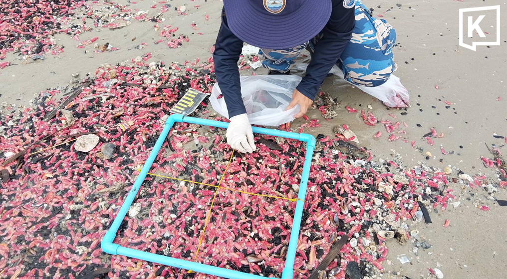 Millions of Pink Sea Cucumbers Wash Ashore in Rayong, Experts Investigate