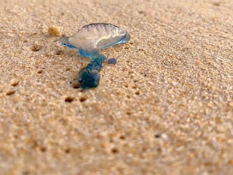 Toxic Portuguese Man-of-War Wash Ashore on Phuket Beaches, Authorities Urge Vigilance