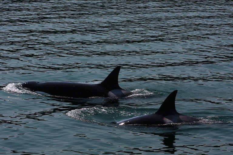 Orcas Mimic Human Speech? Startling Discovery Shocks Scientists