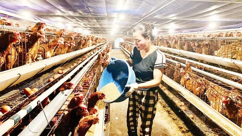 Hung Yen Province Promotes Biosecurity Livestock Farming for Sustainable Development