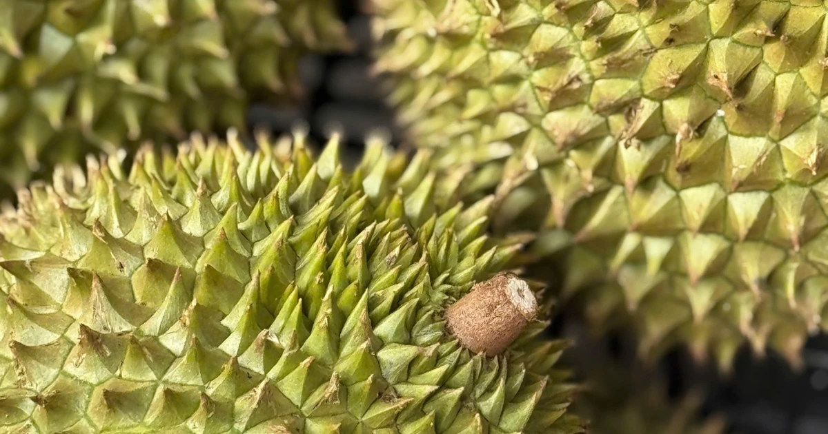Vietnam's Durian Exports Gain Momentum as India Eases Phytosanitary Requirements