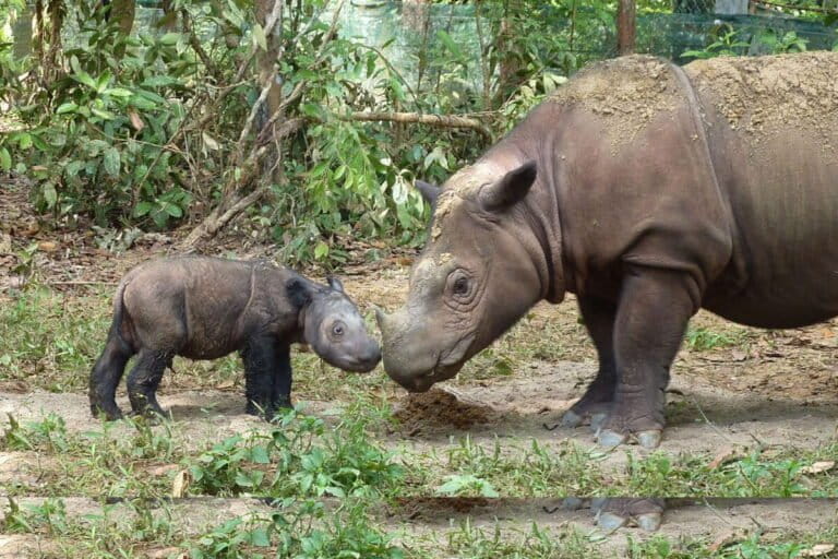 Indonesian Rhinos: Facing Extinction and Glimmers of Hope