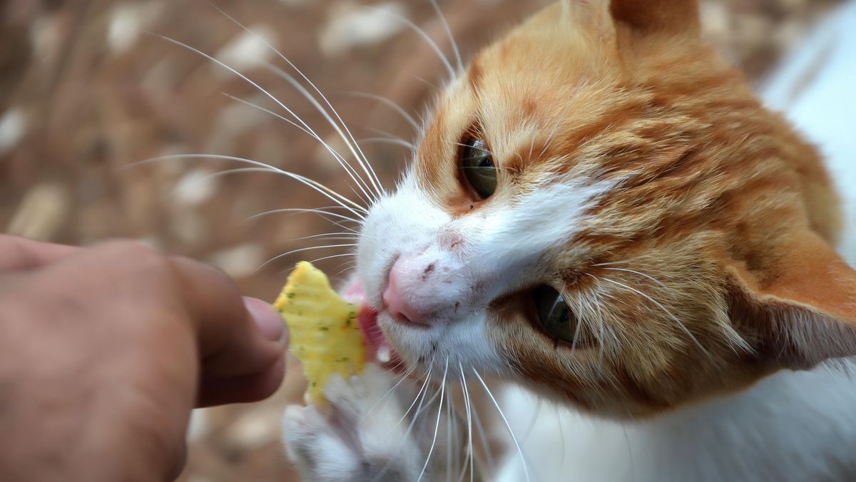 バンドン市、野良猫1000匹以上捕獲・不妊手術で個体数抑制