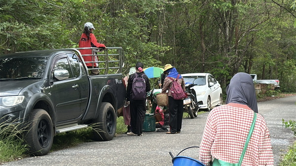 多くの州の村人たちは、野生のキノコを見つけて1日500~1500バーツで売るためにフーパン山脈に集まります