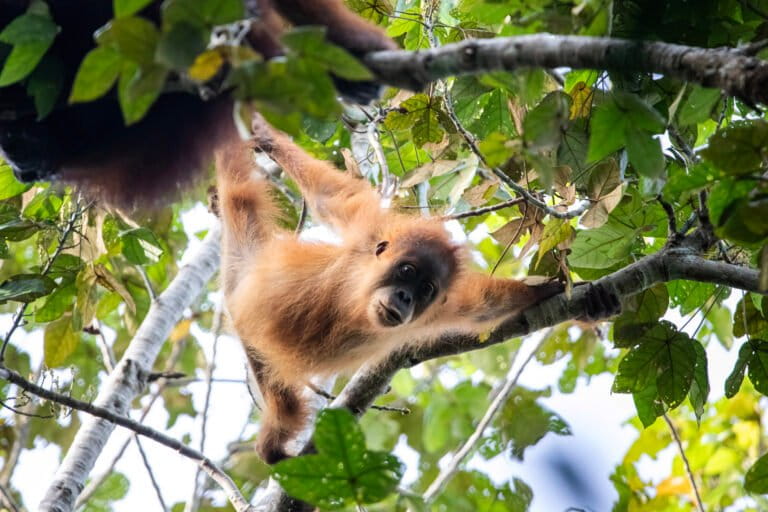 タパヌリ・オランウータン、個体数716頭に減少か?生息地保全が急務