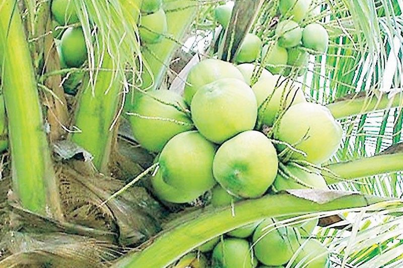 Philippines Eyes Record Coconut Exports Despite El Niño Threat