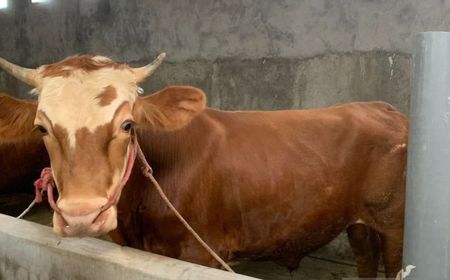 2026年犠牲祭を控えジャカルタで家畜販売が活況、ヤギの需要が急増