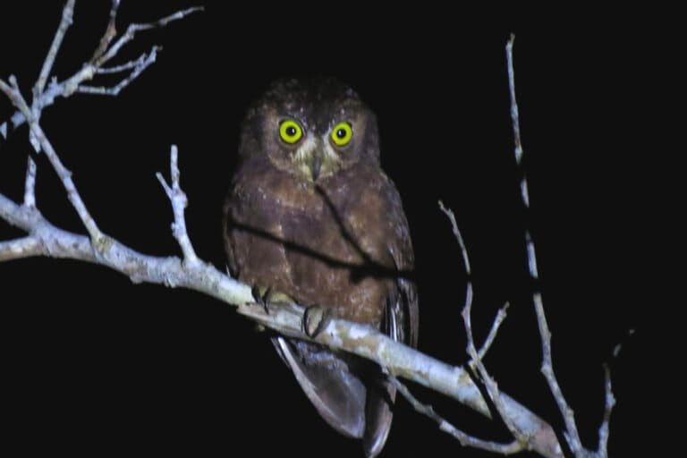 Beyond the Swivel: 10 Astonishing Facts About Indonesia's Owls