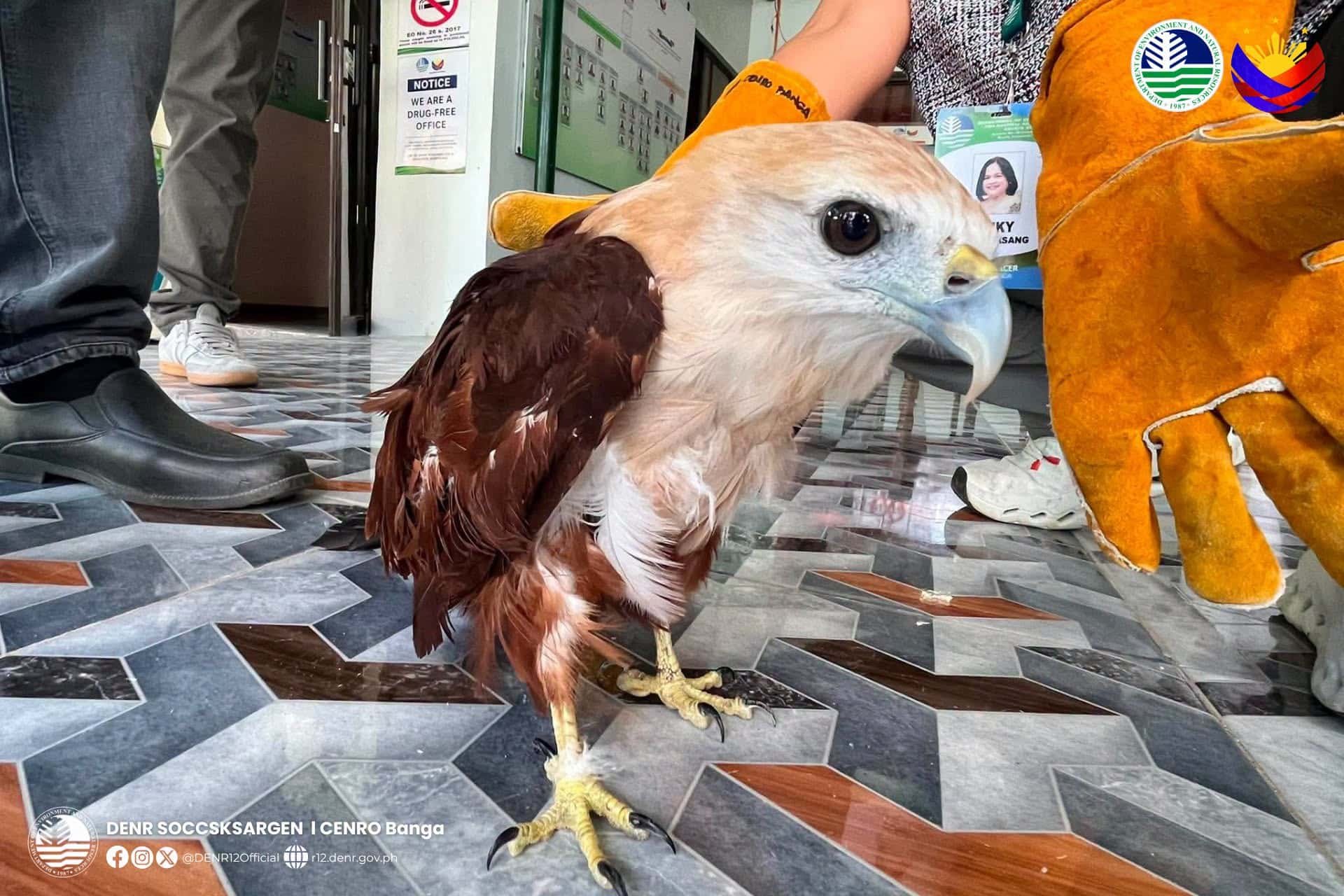南コタバトで希少猛禽類を保護、野生生物保護への取り組み強化