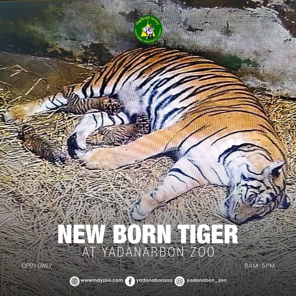 マンダレーの動物園でトラの赤ちゃん4頭が誕生