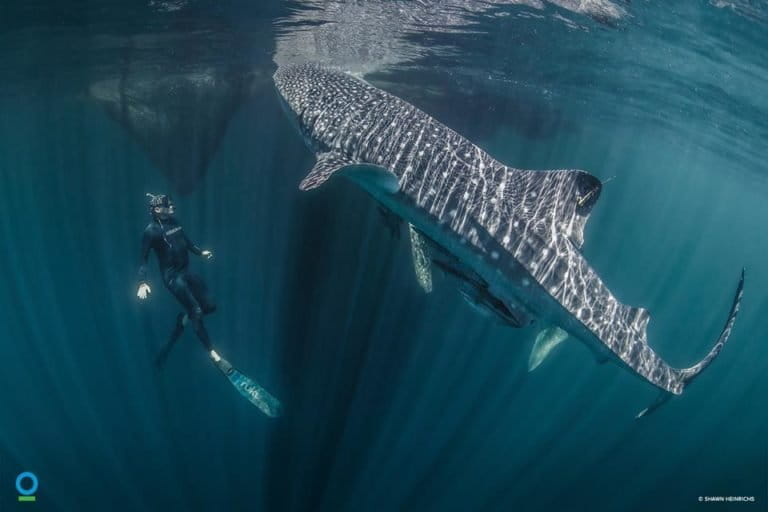 インドネシアの海を回遊する世界最大の魚、ジンベエザメの驚異的な生態調査