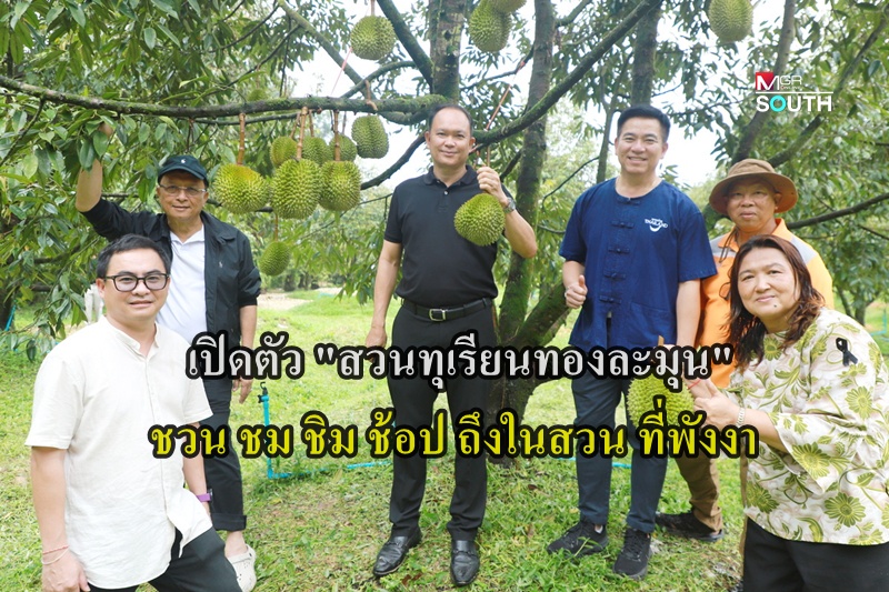 Phang Nga Durian Orchard Opens to Public, Aiming to Become Agri-Tourism Hub