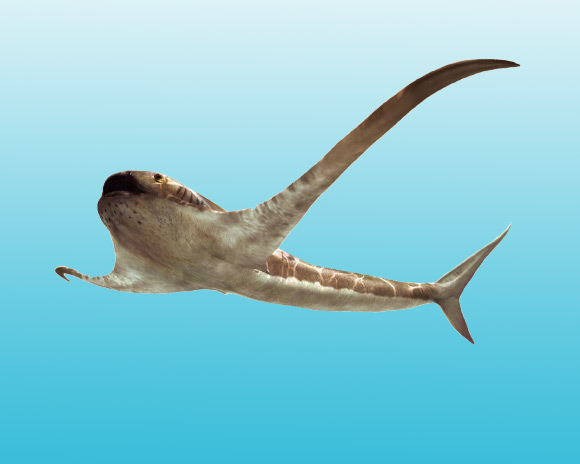メキシコで発見された新種古代サメ「アクイロラムナ・ミラカ」