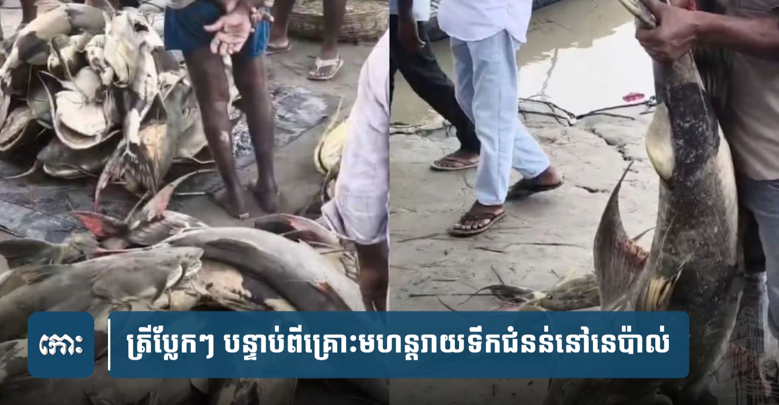Nepal Floods Bring Strange Fish to India, Authorities Issue Warning