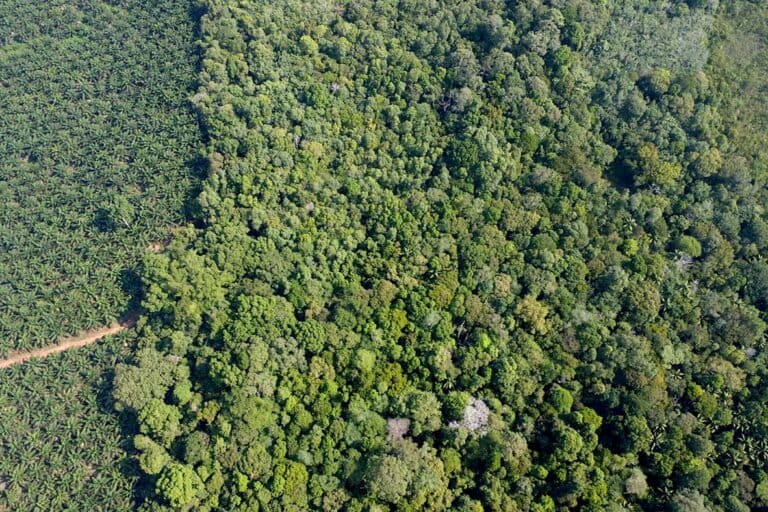 Mapur Tribe Faces Water Crisis, Ancestral Forest Becomes Last Defense
