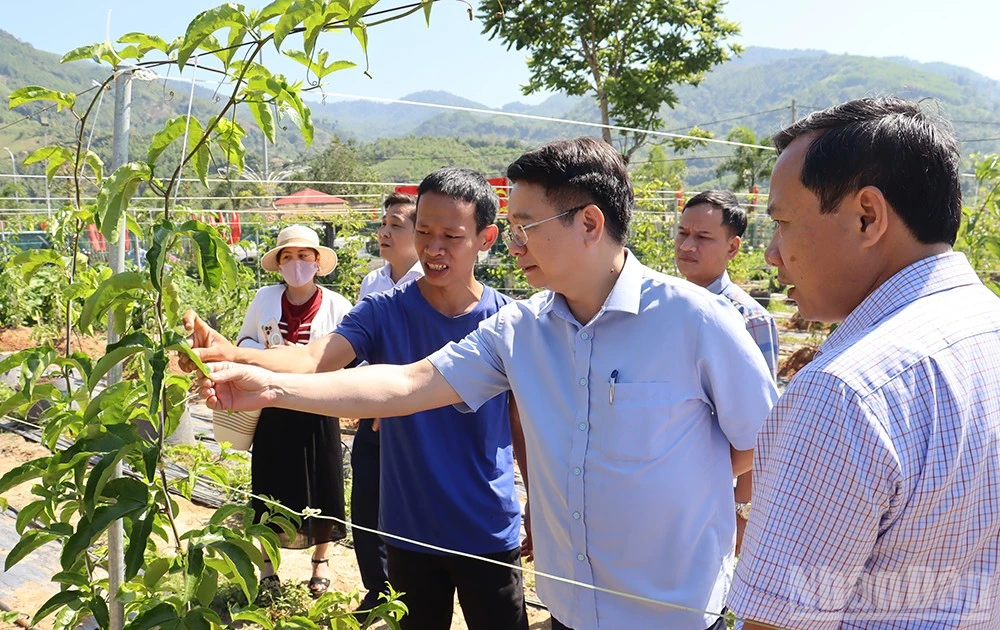 Quang Ngai Province to Allocate Over 5% of Budget for Agricultural Investment Support