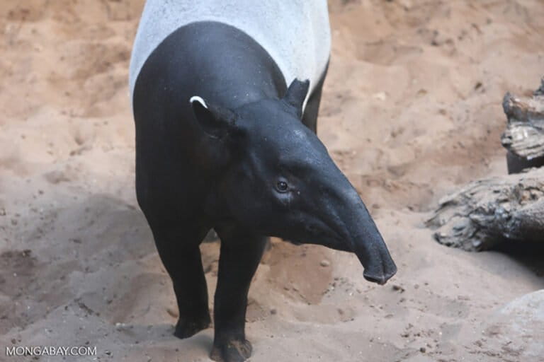 Sumatra's Unsung Hero: The Tapir's Vital Role in Forest Regeneration