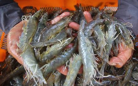 Indonesian Shrimp Poised for Global Dominance with Advanced Technology and Strict Management