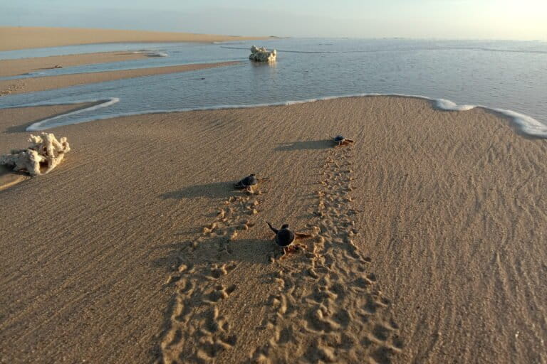 Indonesian Sea Turtles' Journey Home: Survival and the Mystery of Returning to Birth Beaches