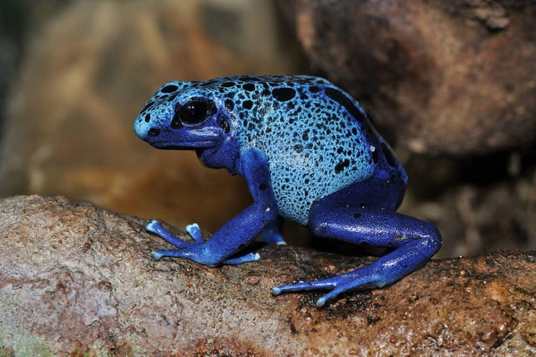 Unique Self-Defense Mechanisms of Poisonous Creatures