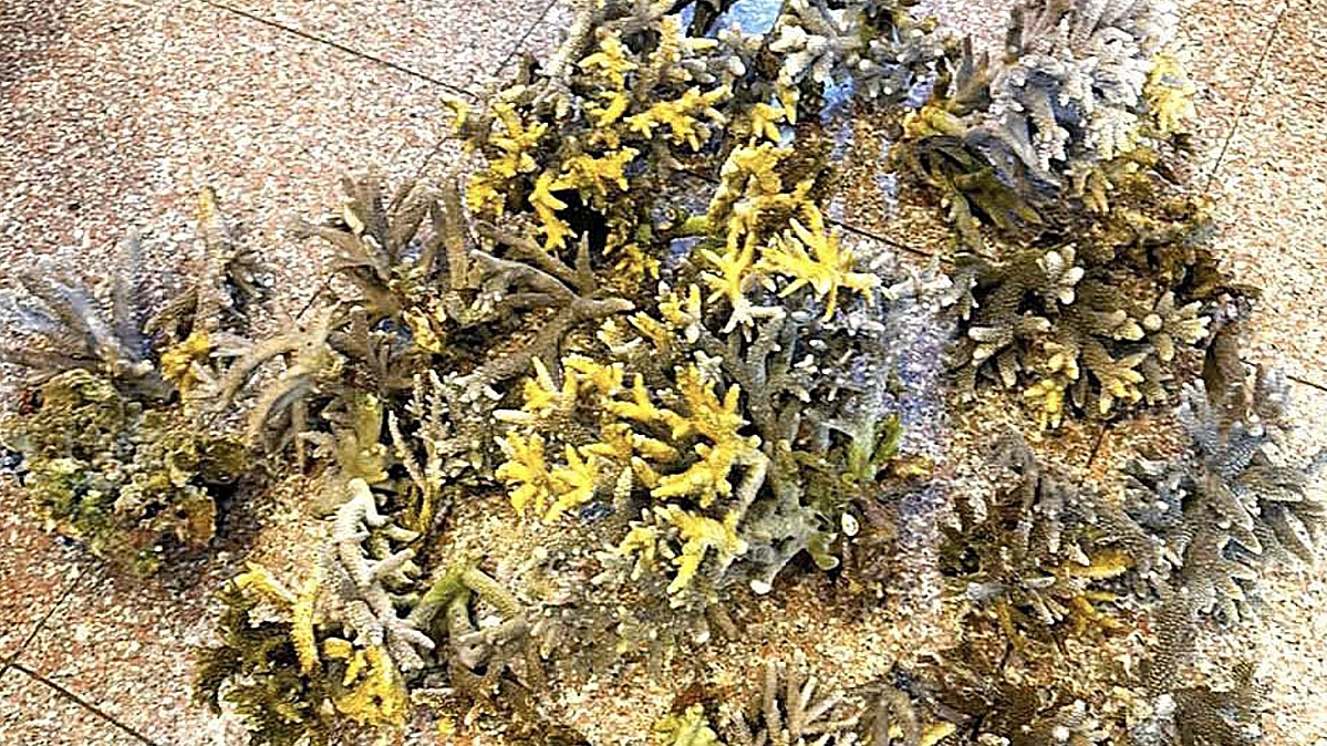 Two Tourists Fined for Collecting Over 10kg of Coral in Nha Trang