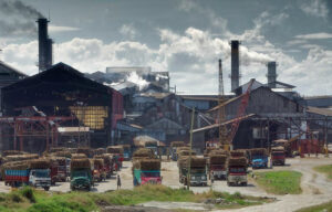 Philippines Sugar Outlook Dims Amid Weather Woes and Pest Infestation