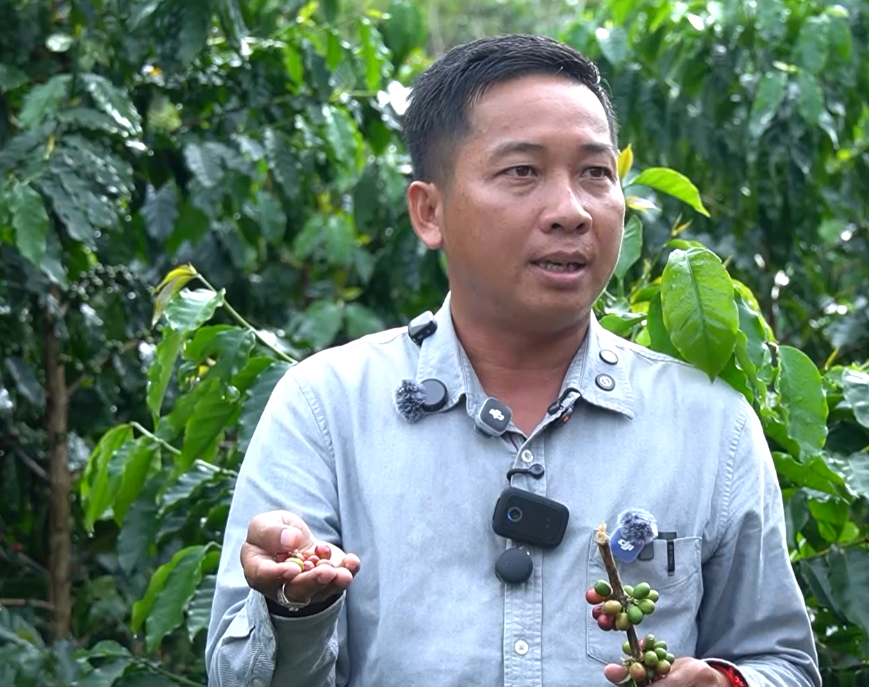 Coffee Cultivation Shows Potential in Cambodia's Potharam Region, Boosting Local Economy