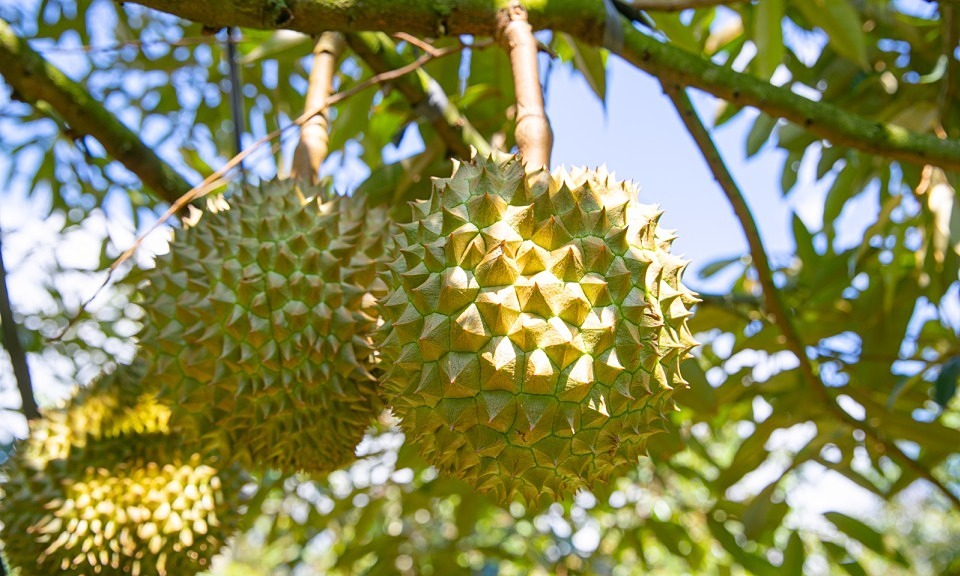 ベトナム中部高原、初の農場でのドリアン競売を実施