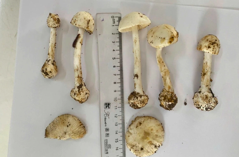 Mushroom poisoning in Son La leaves six dead or injured
