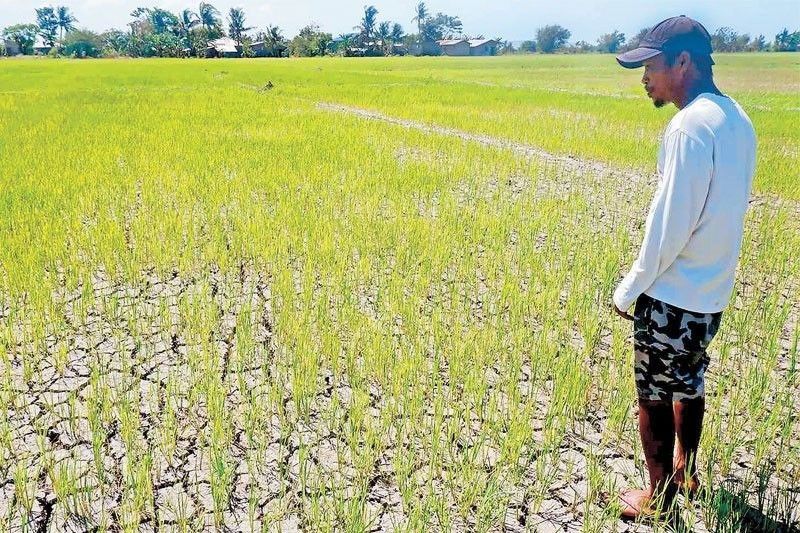 El Niño Impact on Rice Harvest May Be Less Than Feared