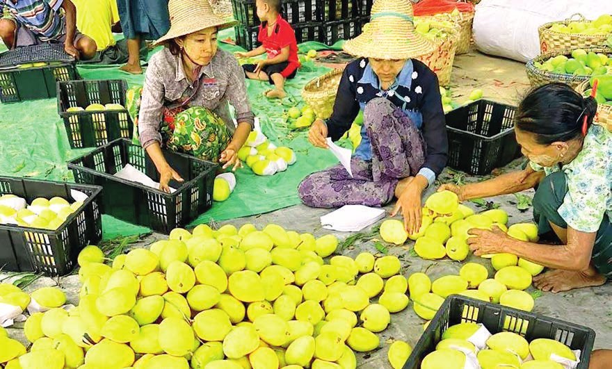 Careful harvesting of Shwehintha mangoes to enhance quality, market value