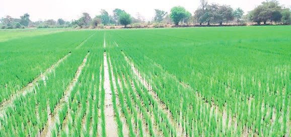 YR implements rice export zones for summer paddy cultivation, export expansion