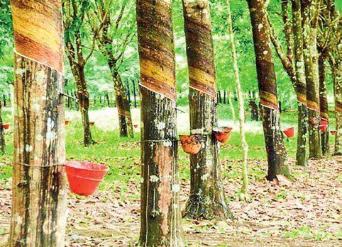 Agri Dept invites bids for rubber-based products, machinery parts