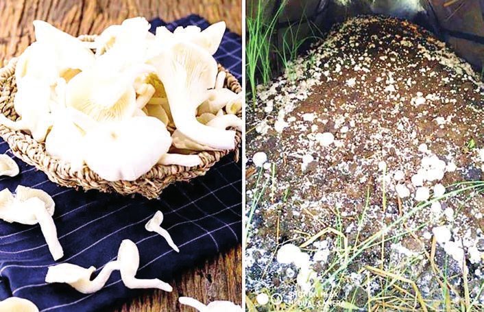 Yangon launches mushroom farming course to boost livelihoods