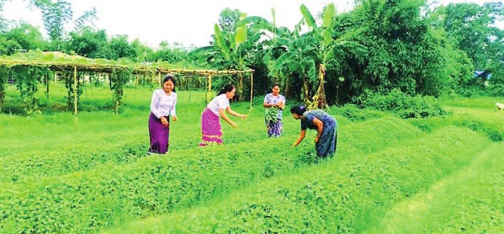 Ayeyawady seeks applicants to farm 66,000+ acres of bamboo