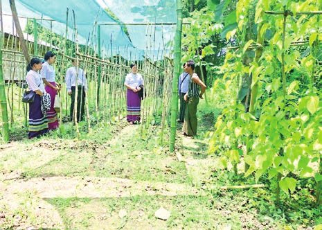 Invest in bamboo processing for export