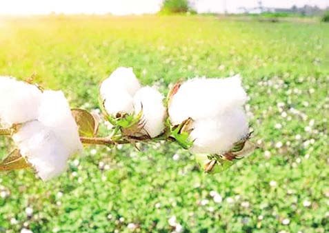 Mandalay Region develops new cotton varieties through cross-breeding research