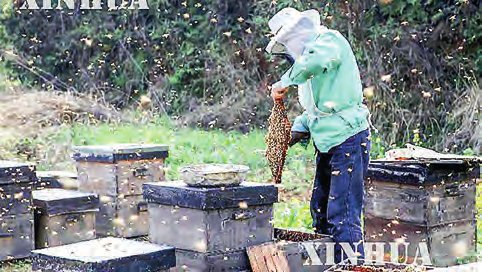 Myanmar Gears Up for Honey Exports to Saudi Arabia
