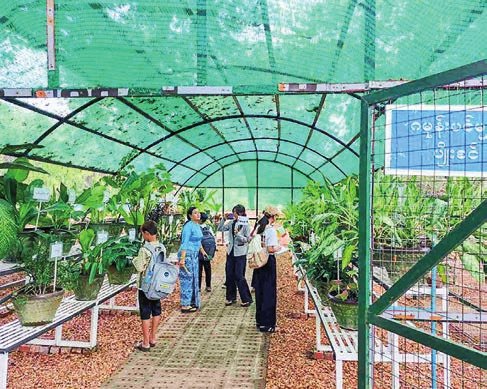 NPT herbal park to support MDY traditional medicine production