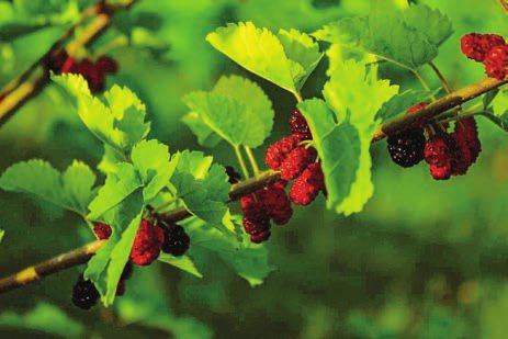 Co-op Model to Unite Mulberry Farmers