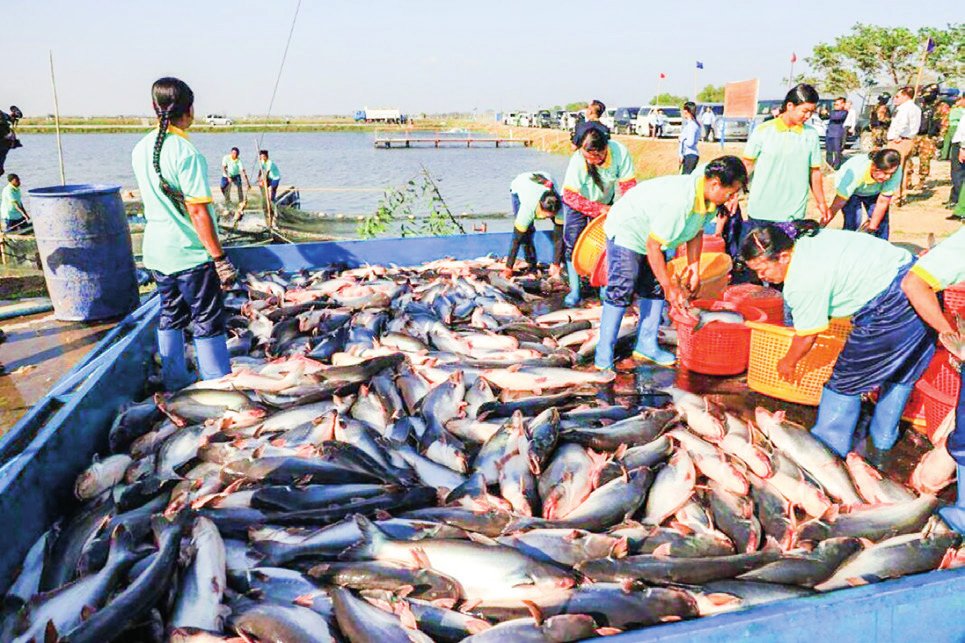 Myanmar Nets US$225M from Fish Exports to 40 Nations